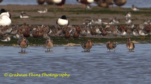 Asiatic Dowitcher
Mai Po wetlands